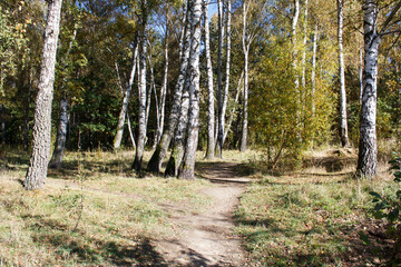 summer forest landscape