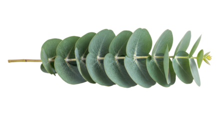 Isolated eucalyptus branch with many round leaves on the stem for decorative purposes