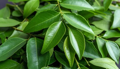 Obraz premium Fresh green curry leaves close-up