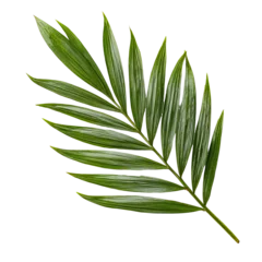 Close-up of a palm leaf, vibrant green, intricate veins © Kelima
