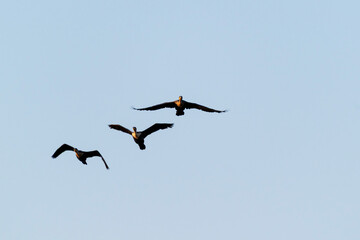 Cormorans en vol