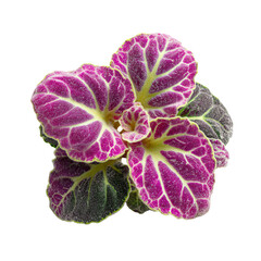 Obraz premium Close-up of vibrant purple and green plant