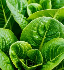 Fototapeta premium fresh green lettuce 
