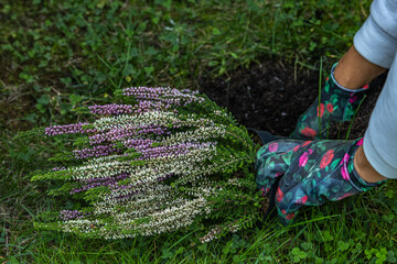 A woman in colorful gardening gloves plants colorful heather in the ground,