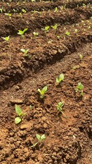 Young Tobacco Seedlings Growing on Farmland Soil Rows in Indonesia