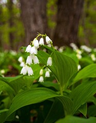 Obraz premium White flowers in a forest