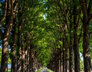 Lush green tree tunnel on a road