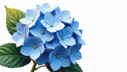 Abstract gold & blue hydrangea, white background, macro, image, detail