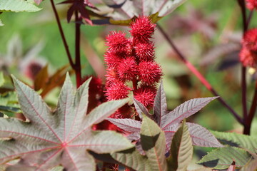 Ricinus communis, also known as castor bean or castor oil plant.