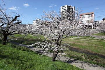 川沿いの桜　
