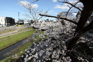 川沿いの桜