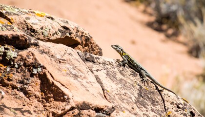 Lizard on a rock face