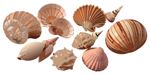 Create a highly realistic, high-resolution image of a collection of assorted sea shells suspended in mid-air or artistically arranged on a clean white background. Include a variety of shell types such