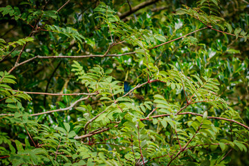 Love games of blue and brown dragonfly on a tree branch
