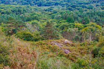 Natural forest with seasonal trees growing in a gradient
