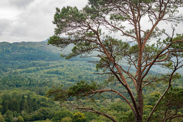 Pine tree in the foreground against a backdrop of misty mountain scenery