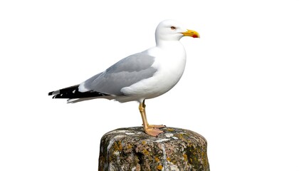 Obraz premium Side view of a seagull perched on a rock