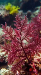 Fototapeta premium Scientific View of the Marine Algae Wrangelia anastomosans for Phycology and Marine Biodiversity Research