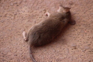 Obraz premium Dead Rat On Ground