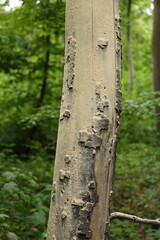 Waldsterben / Klimawandel / Baumschäden durch Borkenkäfer/ Borkenkäferbefall (Scolytinae) - Fraßbilder