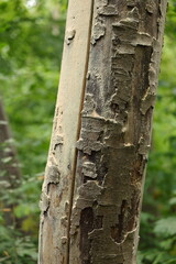 Waldsterben / Klimawandel / Baumschäden durch Borkenkäfer/ Borkenkäferbefall (Scolytinae) - Fraßbilder