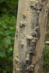 Waldsterben / Klimawandel / Baumsch&auml;den durch Borkenk&auml;fer/ Borkenk&auml;ferbefall (Scolytinae) - Fra&szlig;bilder