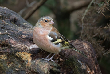 close up of a male chaffinch, Fringilla coelebs, as he perches in a natural setting on an old log