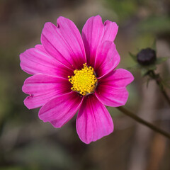 a very close up of a single flower of a cosmos radiance. With a yellow centre and a darker rose pink flare at the bottom of each petal and pink veins