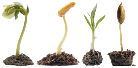 PNG Growth stages of plants, element set on transparent background