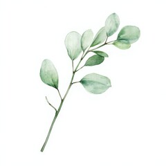 Naklejka premium Minimal Watercolor Eucalyptus Branch Botanical Illustration on White Background