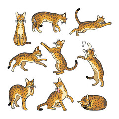 Savannah Cat Poses: A collection of cartoon savannah cat in various playful poses, illustration.