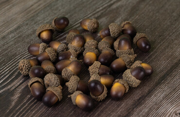 acorns close-up