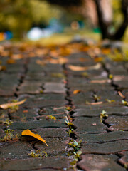 Autumn Curved Brick Pathway Background - Winding Stone Walkway Design for Creative.