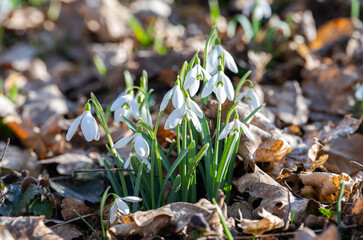 snowdrops bloomed in the forest
