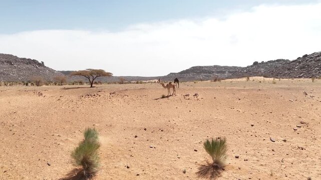 Aerial view of sandy desert with arid vegetation in Mauritania, Sahara wilderness, drone rotate around camels