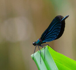 blue dragonfly on a leaf
