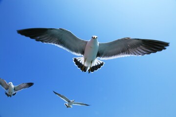 푸른 하늘과 갈매기 비행