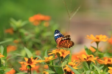 가을정원 풍경, 꽃과 나비