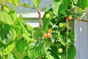 노랗게 익어가는 풍선덩굴 