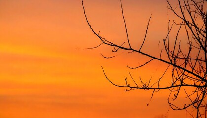 Sunset Silhouette of Leafless Branches