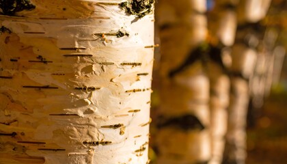 Close-up of birch tree bark