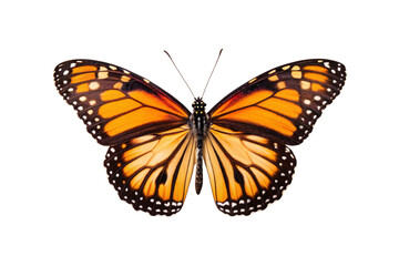 Fototapeta premium Monarch butterfly with orange and black wings spread wide open, isolated on a transparent background
