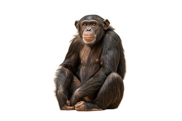 Naklejka premium Young chimpanzee sitting peacefully with thoughtful expression and dark fur covering entire body, isolated on a transparent background