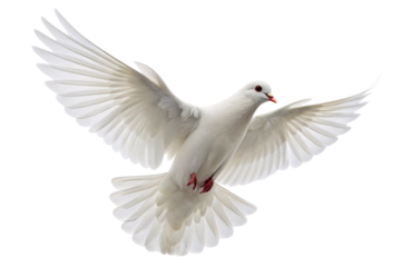 Graceful white dove soaring with wings extended wide displaying detailed feather patterns and red feet, isolated on a transparent background