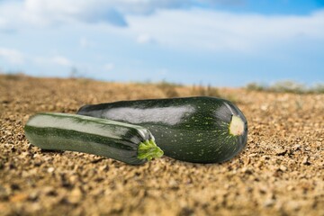 Ripe green fresh zucchini vegetable