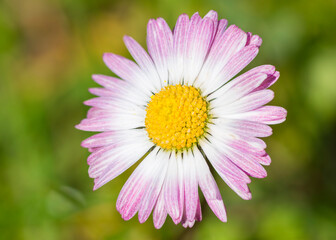 Selective focus on Southern Daisy flower, Bellis Sylvestris