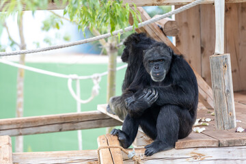 Chimpanzee Sitting on Wooden Structure in Zoo Habitat