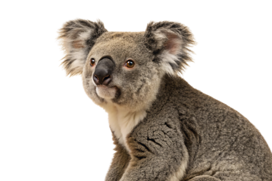 Adult koala with thick gray fur, large black nose, fuzzy ears, looking directly at camera, isolated on a transparent background