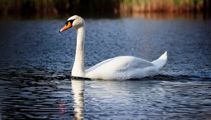 Fototapeta premium Mute Swan Cygnus Olor