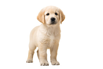 Sweet golden retriever puppy standing with light cream fur and adorable facial features and expression, isolated on a transparent background